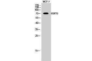 Western Blotting (WB) image for anti-Heat Shock Protein 70 (HSP70) (Internal Region) antibody (ABIN3185097) (HSP70 antibody  (Internal Region))
