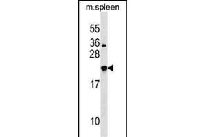 NXPH3 Antibody (N-term) (ABIN1538969 and ABIN2848564) western blot analysis in mouse spleen tissue lysates (35 μg/lane). (NXPH3 antibody  (N-Term))