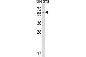 Western blot analysis of FKBP9 antibody (C-term) in mouse NIH-3T3 tissue lysates (35 µg/lane).