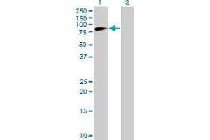 Western Blot analysis of NVL expression in transfected 293T cell line by NVL MaxPab polyclonal antibody. (NVL antibody  (AA 1-659))