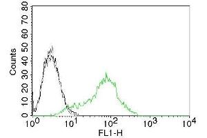 Flow Cytometry of Human Ku (p70/p80) on 293T cells.