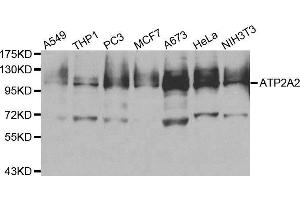Western blot analysis of extracts of various cell lines, using ATP2A2 antibody. (ATP2A2 antibody  (AA 111-253))