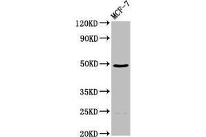 Western Blot Positive WB detected in: MCF-7 whole cell lysate All lanes: ECM1 antibody at 4.
