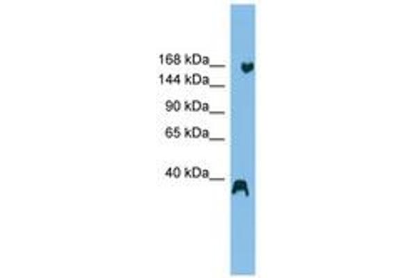 RNF160 antibody  (AA 47-96)