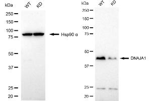 Western blotting analysis using DNAJA1 antibody (ABIN7798370).