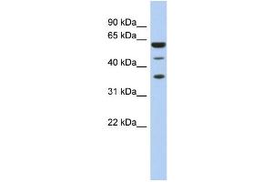 WB Suggested Anti-RDBP Antibody Titration:  0. (RDBP antibody  (N-Term))