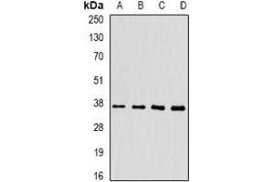 Western blot analysis of FKBP6 expression in HepG2 (A), mouse heart (B), mouse liver (C), rat testis (D) whole cell lysates.