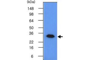 Western blot analysis of 293T cell lysates (50 ug) were resolved by SDS - PAGE , transferred to PVDF membrane and probed with GMNN monoclonal antibody , clone 2H7 (1 : 500) . (Geminin antibody  (AA 1-209))