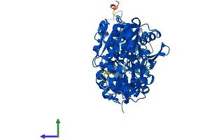 Protein Structure (PS) image for Epoxide Hydrolase 2, Cytoplasmic (EPHX2) (AA 1-554) protein (His tag) (ABIN7563150)