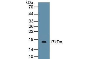 Detection of Recombinant PDGFA, Mouse using Polyclonal Antibody to Platelet Derived Growth Factor Subunit A (PDGFA) (PDGFA antibody)