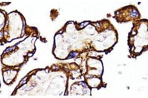 Immunohistochemistry of paraffin-embedded Human placenta using MME Polyclonal Antibody at dilution of 1:100 (40x lens). (MME antibody)