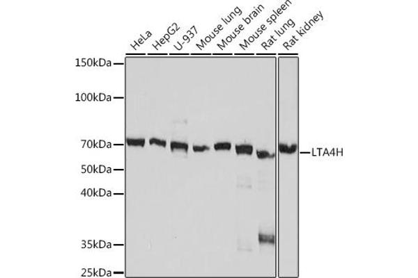 LTA4H antibody