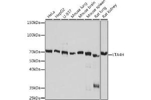 Western blot analysis of extracts of various cell lines, using LTH Rabbit mAb (ABIN7268244) at 1:1000 dilution. (LTA4H antibody)