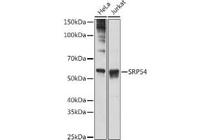 Western blot analysis of extracts of various cell lines, using SRP54 antibody (ABIN3015958, ABIN3015959, ABIN1682276, ABIN1682277 and ABIN7101466) at 1:1000 dilution. (SRP54 antibody)