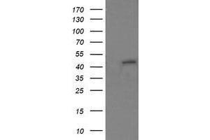 Image no. 1 for anti-Ring Finger Protein 39 (RNF39) antibody (ABIN1500724) (RNF39 antibody)