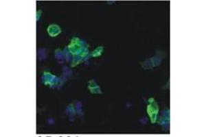 IF analysis using HIV-1 p24 antibody (05-001) in detection of 05-001 epitope tagged ETAR (Endothelin A receptor) in HEK293-based cell line (HIV-1 p24 antibody  (AA 48-62))