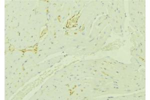 ABIN6276350 at 1/100 staining Mouse liver tissue by IHC-P. (TBRG4 antibody  (C-Term))