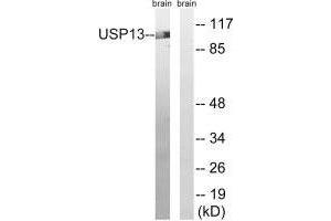 Western blot analysis of extracts from mouse brain cells, using USP13 antibody. (USP13 antibody)