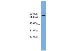 ARHGEF19 antibody used at 1 ug/ml to detect target protein. (ARHGEF19 antibody)