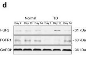 Tibial vasculogenesis is disturbed in TD chickens. (FGF2 antibody  (AA 143-288))
