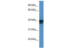 WB Suggested Anti-HNRPAB Antibody Titration:  0. (HNRNPAB antibody  (C-Term))