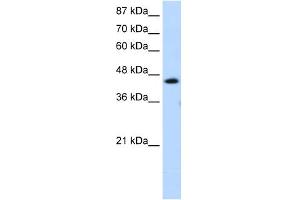 WB Suggested Anti-GTF2H4 Antibody Titration:  1. (GTF2H4 antibody  (C-Term))