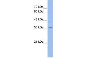 WB Suggested Anti-MYB Antibody Titration:  0.