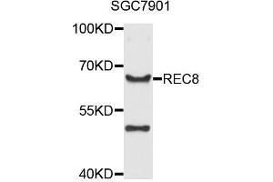 Western blot analysis of extracts of SGC-7901 cells, using REC8 antibody (ABIN5996123) at 1/1000 dilution. (REC8 antibody)