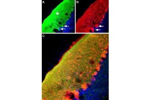 Expression of RyR2 in mouse cerebellum - Immunohistochemical staining of mouse cerebellum frozen sections with Anti-Ryanodine Receptor 2 Antibody (ABIN7043605, ABIN7045213 and ABIN7045214), (1:100), (green fluorescence). (RYR2 antibody  (Intracellular))