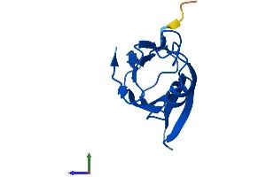 AlphaFold protein structure predicition of Mouse Recombinant Urah Protein, UniprotID Q9CRB3 (Urah Protein (AA 1-118) (His tag))