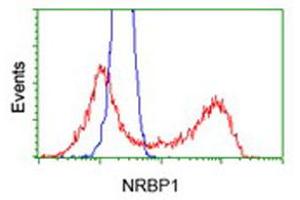 NRBP1 抗体