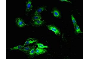 Immunofluorescent analysis of Hela cells using ABIN7160897 at dilution of 1:100 and Alexa Fluor 488-congugated AffiniPure Goat Anti-Rabbit IgG(H+L) (NDUFA3 antibody  (AA 2-84))