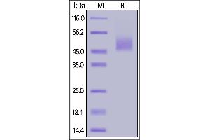 Mouse B7-H2, His Tag on  under reducing (R) condition. (ICOSLG Protein (AA 47-279) (His tag))