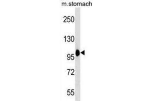 Western Blotting (WB) image for anti-Coatomer Protein Complex, Subunit beta 2 (COPB2) antibody (ABIN3000575)