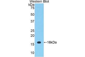 Western blot analysis of the recombinant protein. (PTGS2 antibody  (AA 240-351))