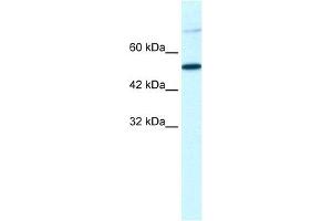 WB Suggested Anti-TBX3 Antibody Titration:  1. (TBX3 antibody  (Middle Region))
