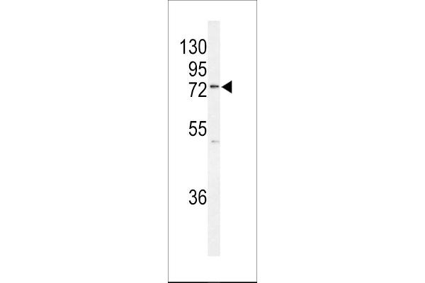 UFL1 antibody  (AA 426-455)