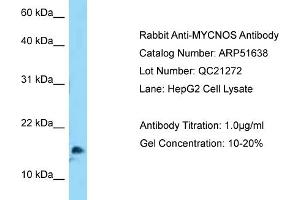 WB Suggested Anti-MYCNOS Antibody   Titration: 1. (MYCNOS antibody  (N-Term))