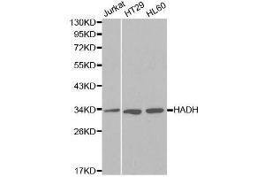 Western blot analysis of extracts of various cell lines, using HADH antibody.