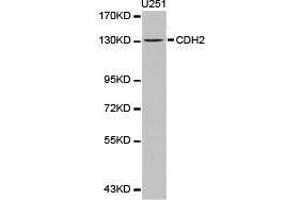 Western Blotting (WB) image for anti-Cadherin 2 (CDH2) antibody (ABIN1871706) (N-Cadherin antibody)