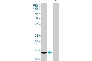 Western Blot analysis of MAP1LC3C expression in transfected 293T cell line by MAP1LC3C MaxPab polyclonal antibody.