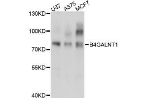 Western blot analysis of extracts of various cell lines, using B4GALNT1 antibody (ABIN6291805) at 1:3000 dilution.