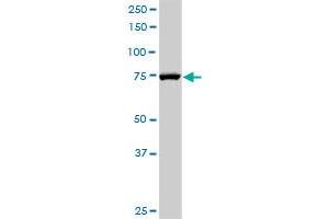 RAD17 MaxPab rabbit polyclonal antibody. (RAD17 antibody  (AA 1-584))
