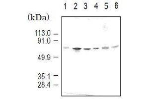 Western Blotting (WB) image for anti-Karyopherin (Importin) alpha 4 (KPNA4) (full length) antibody (ABIN2452037) (KPNA4 antibody  (full length))