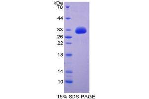 SDS-PAGE (SDS) image for Growth Differentiation Factor 11 (GDF11) (AA 138-386) protein (His tag) (ABIN2125096) (GDF11 Protein (AA 138-386) (His tag))