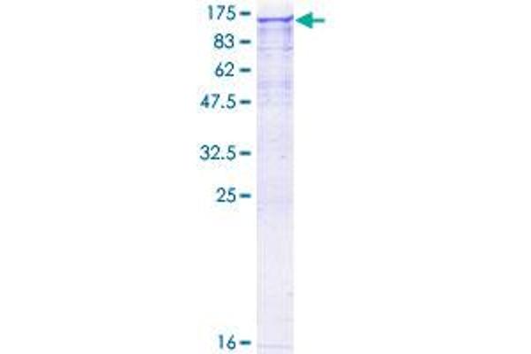 NEK9 Protein (AA 1-979) (GST tag)