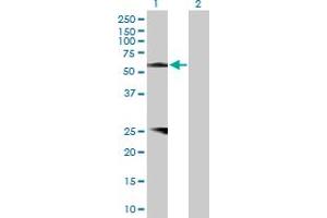 Western Blot analysis of PROZ expression in transfected 293T cell line by PROZ MaxPab polyclonal antibody.
