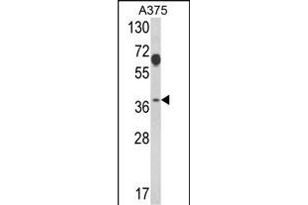 PSMD7 antibody  (N-Term)