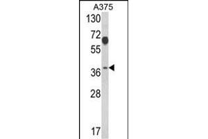 PSMD7 antibody  (N-Term)