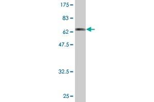 Western Blot detection against Immunogen (63. (CAPG antibody  (AA 1-348))